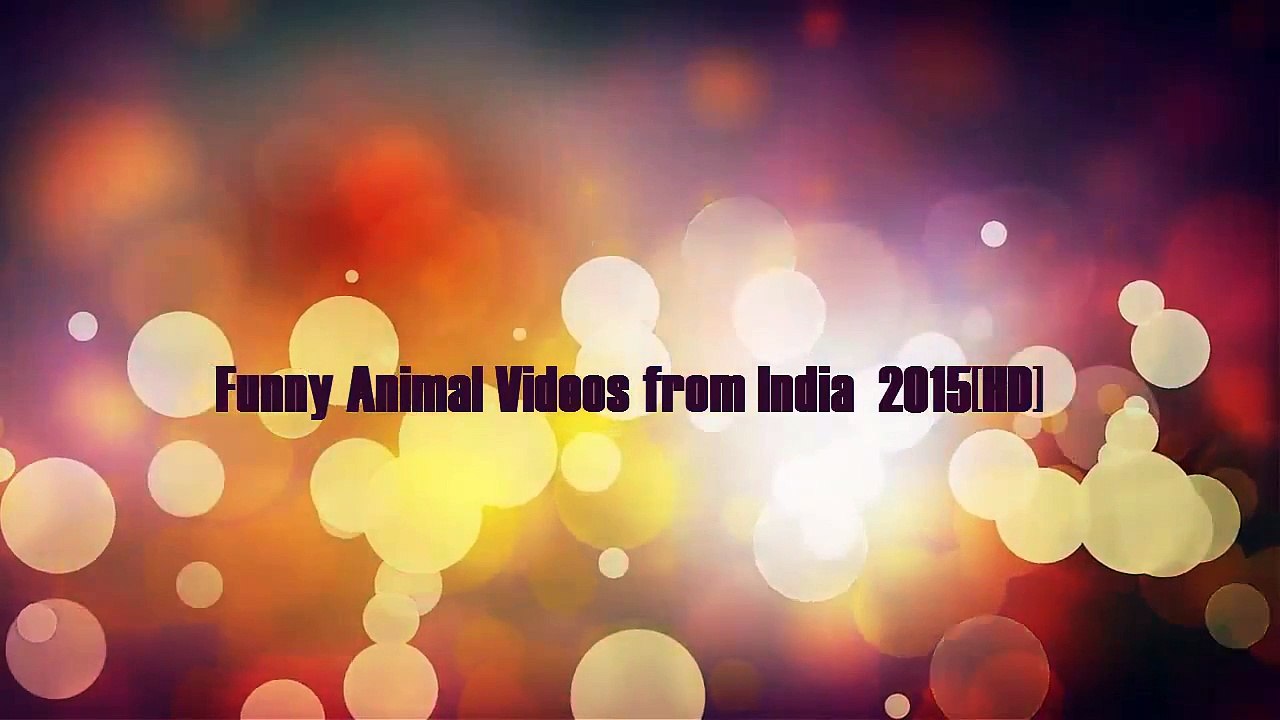 Funny Animal Videos from India  2015HD
