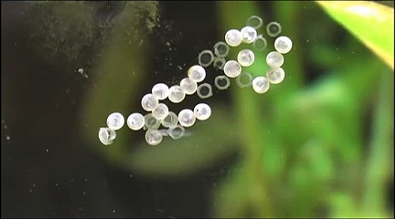 Eclosion Corydoras Aeneus.wmv