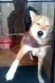 My Shiba Inu dog Brock being funny attacking the window