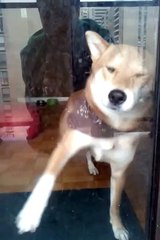 My Shiba Inu dog Brock being funny attacking the window