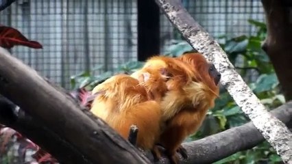 Golden Lion Tamarin Twins Born at the Palm Beach Zoo