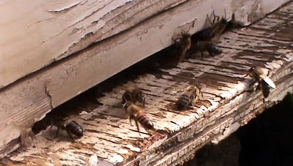 Abeilles Agios Ioannis Crete