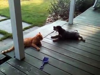 BLUE TICK PUP  "HOUNDS" CAT *FUNNY* TRY NOT TO LAUGH