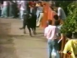 Cachorro  bull terrier salva seu dono que estava sendo atacado por um touro