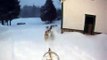 chiens de traineau salut roger,st-élie de caxton,dog sled in snow