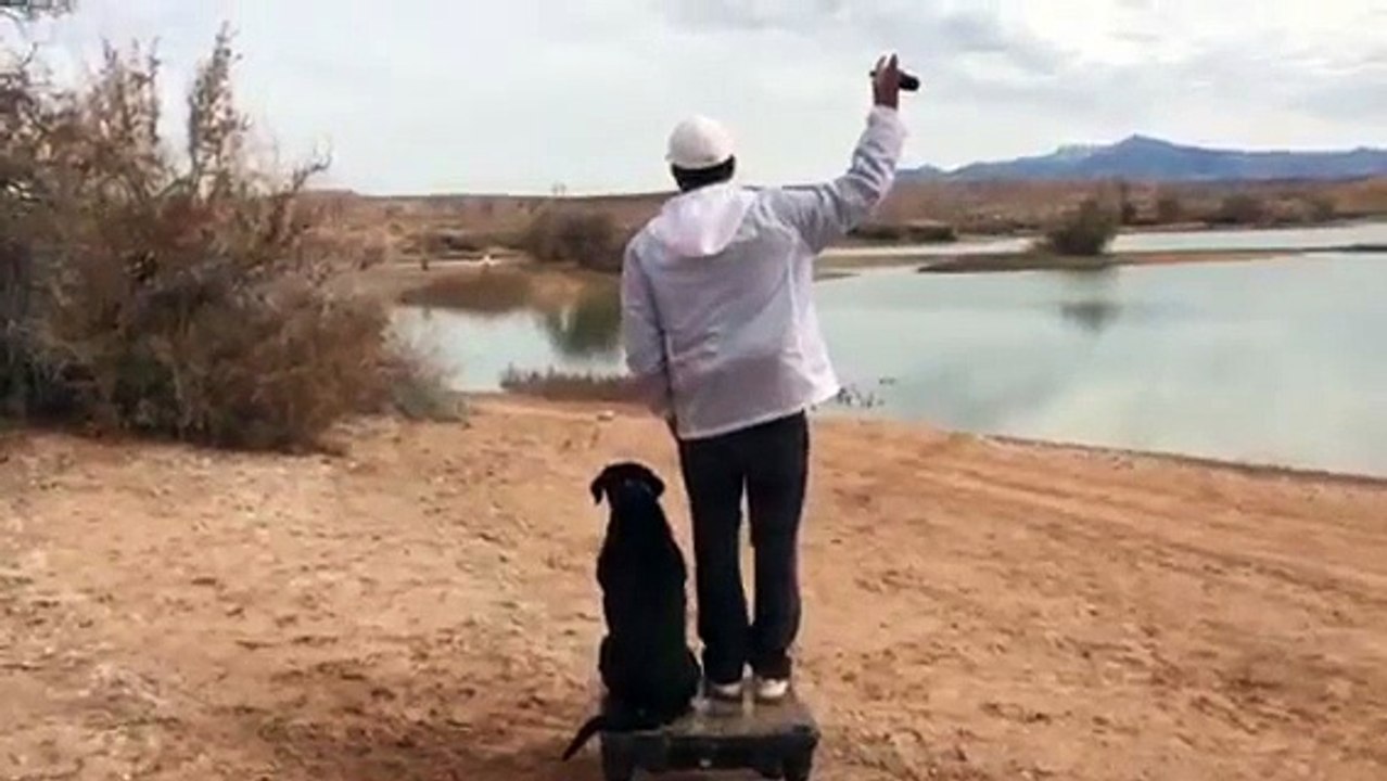 Retriever training using "K9-Climb" place board