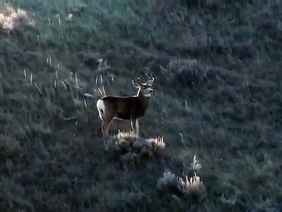 270 WSM vs muley buck