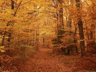 Tag : I ♥ fall