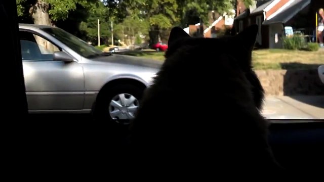 Upset Cat in the Car