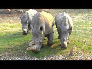 Coup d'oeil sur le parc de Thoiry !