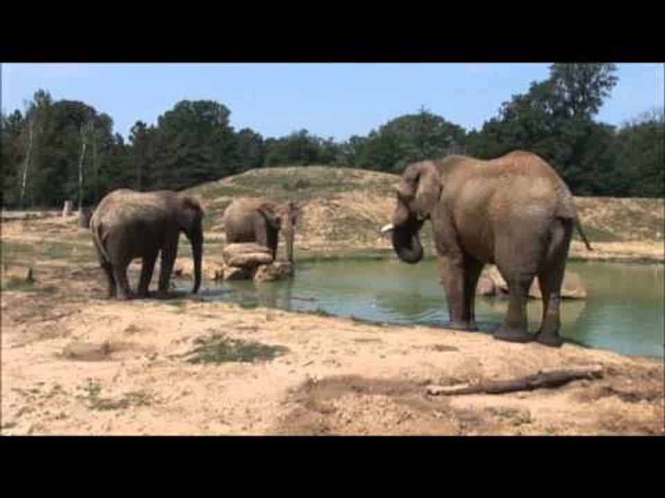 Éléphant