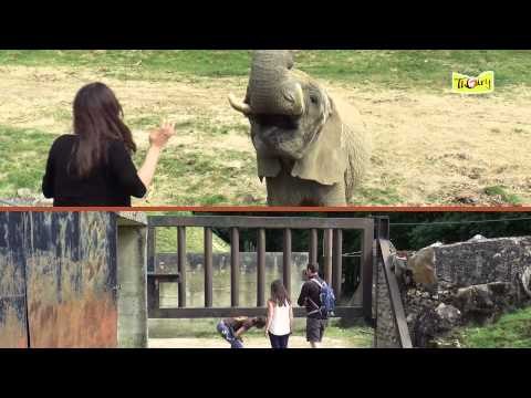 Découvrez les Instants Privilèges avec les géants de la réserve (Girafes, Rhinoceros, Eléphants) !