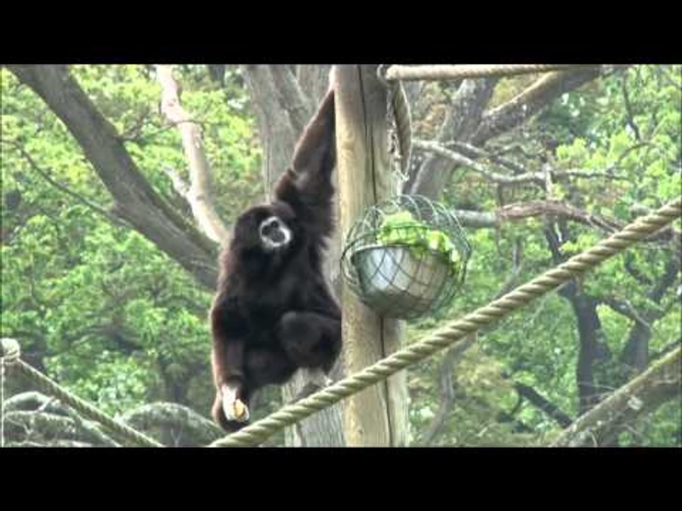 Gibbon