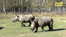 Arrivée au parc de Thoiry de Vince et Bruno, deux jeunes Rhinoceros