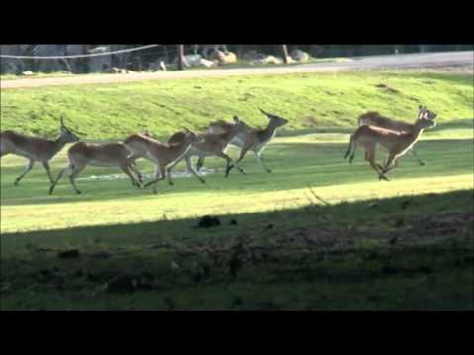 Un groupe de cobes de Lechwes au zoo de Thoiry