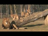 Zoo de Thoiry - lionceaux - MALINDI, LA PETITE LIONNE ADOPTEE