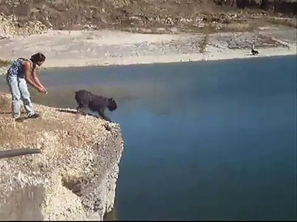 Bouvier des Flandres - "Nobel`s Dive"