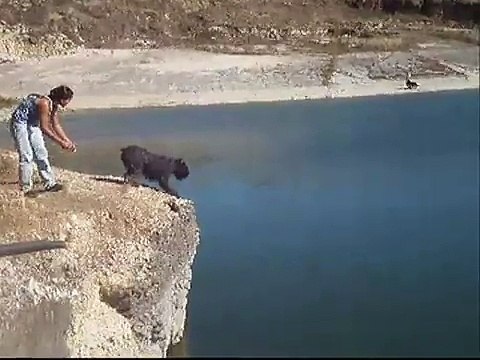 Bouvier des Flandres - Nobel`s Dive