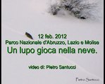 PARCO NAZ. D'ABRUZZO - LUPO CHE CORRE SULLA NEVE