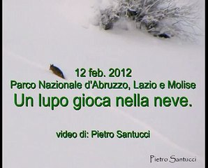 PARCO NAZ. D'ABRUZZO - LUPO CHE CORRE SULLA NEVE