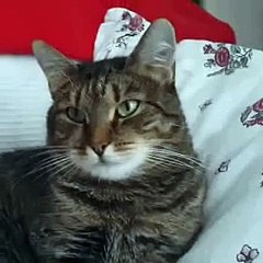 footballFlower crashes cat. By Sophiella cats n' nails via coolmathgames4you.com