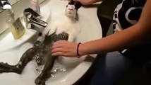 Rabbit taking a nice bath