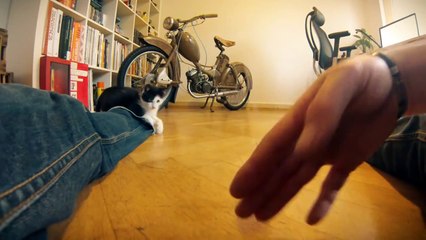 Funny cats -- Karl & Elmo playing