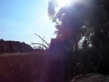 Erbsen dreschen mit Claas Dominator 76