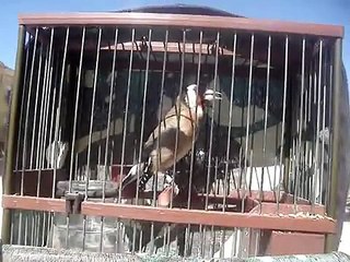 jilguero cantando en castellbisbal