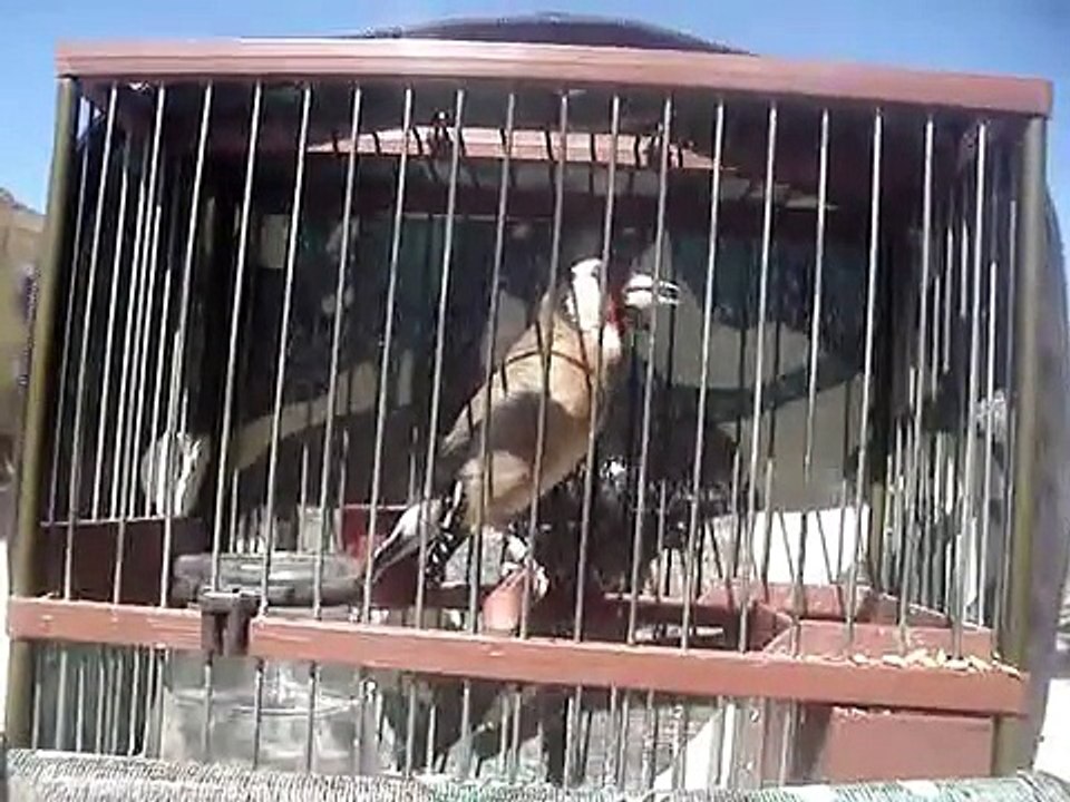 jilguero cantando en castellbisbal