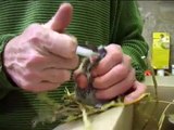 fütterung einer jungen Ringeltaube --hoffe das video hilft euch