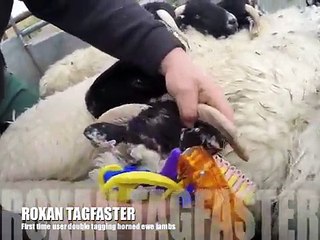 Double Tagging Horned Ewe Lambs