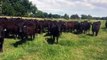 Angus heifers synchronized and exp LBW Maine Angus Bulls