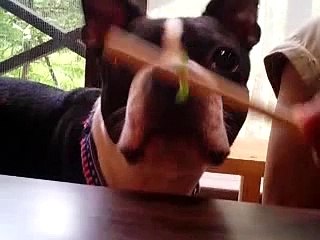 あおむしくんとボストンテリア(Very Hungry Caterpillar and Poohchin)