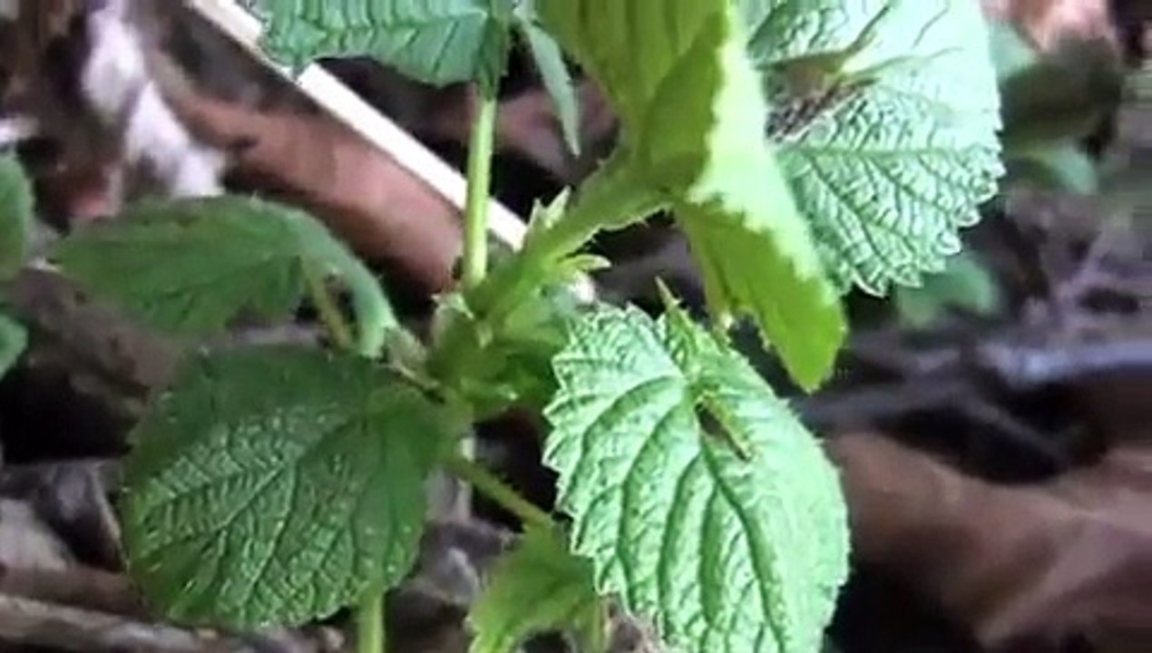 Extreme Nettle