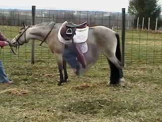 Gracie Loo Freebush-Pony For Sale SOLD!! Congrats to her new rider!