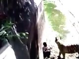 Real Shocking video how white tiger attacks youth in Delhi zoo