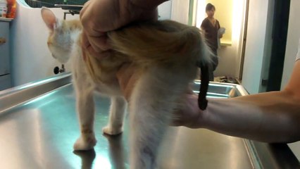 骨盤斷掉 變形 無法排便 橘白小貓 擠大便 20121104 19:09 MAH07392.MP4