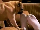Psycho pug attacks owner's defenseless feet!  OUCH!