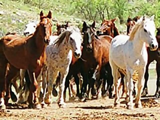 Run with the wild horses