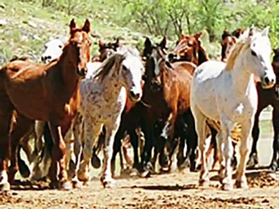 Run with the wild horses