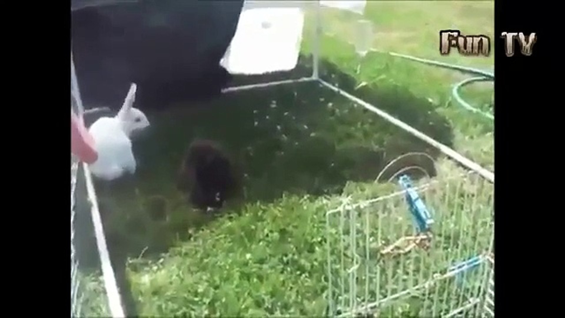⁣Funny Animal Videos Funny Animals Cute Animals Funny Dogs Funny Videos