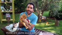 CONEJOS - El Conejo Enano versus el conejo Mini