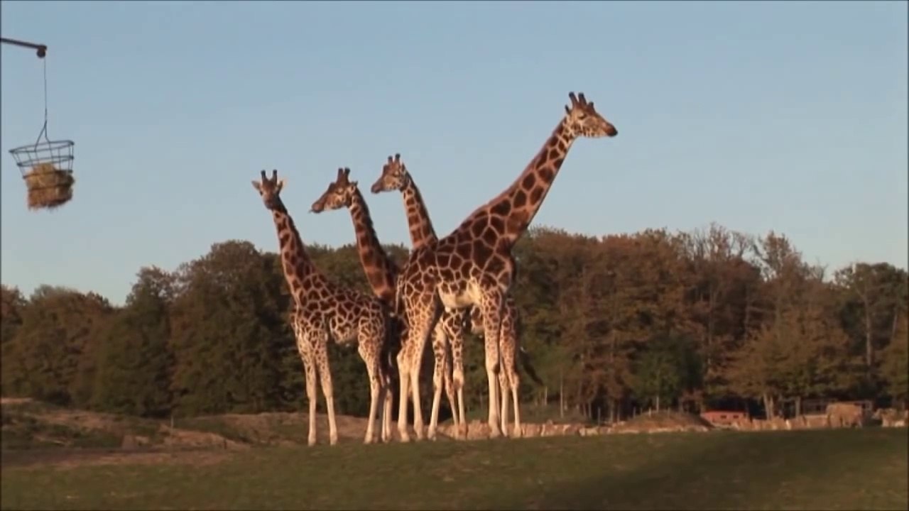 La girafe