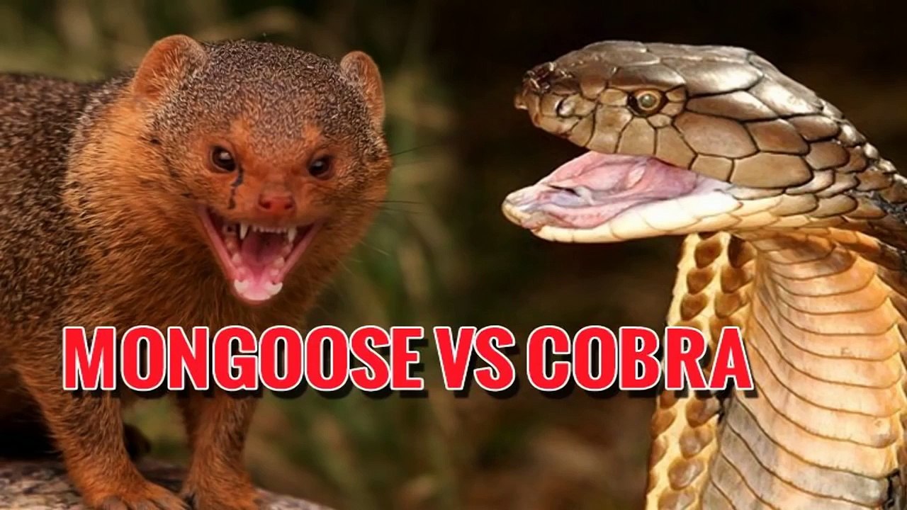 MONGOOSE VS COBRA (Real Fight)- Animal vs Animal [HD]