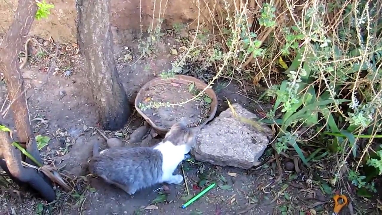 Gato Vs. Rato