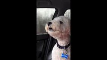 Bichon Frise Puppy & Dog Barking at each other Crazy for over 5 minutes