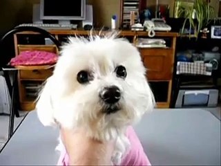 お家でカット 　Cut at home