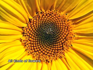 1.618 Phi, The Golden Ratio, God Creator of Heaven and Earth