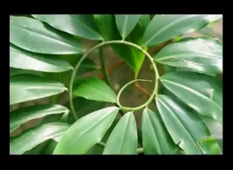 1.618 Phi, The Golden Ratio, The Very Proof of Intelligent Design by our Creator! Part 2